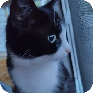 🐱 Лапки, стікер Telegram 23 з 32