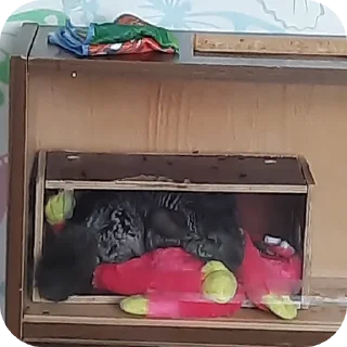 📚 мои животные♡, sticker Telegram 10 sur 62