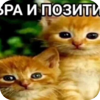 🐱 Funny cat🤓, стікер Telegram 14 з 18