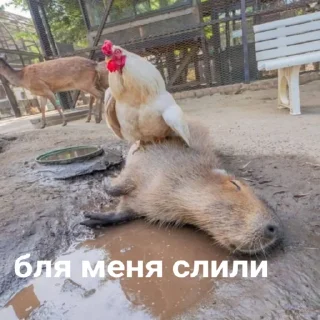 лубоф капибаренко