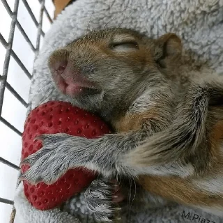 🍓 Squirrel pack, стікер Telegram 8 з 11