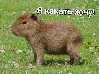 💩 Капибара, Telegram sticker 22 of 45