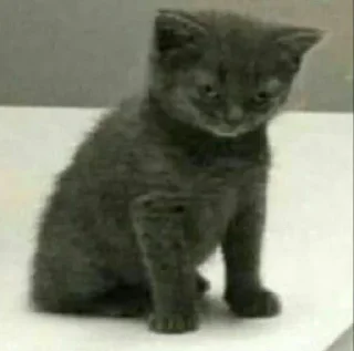 😿 Стики ПИ, sticker Telegram 8 sur 18