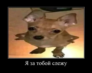 🌟 Можно ржать вечно, Telegram sticker 23 of 120