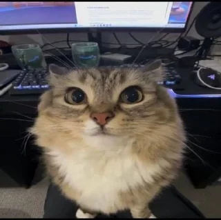 🌟 Чимин @saiho_ah, стікер Telegram 22 з 102