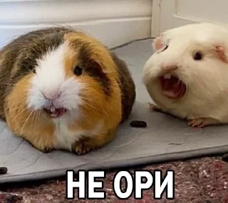 😡 Морские свинки @BrHobbitgames, Telegram sticker 9 of 39