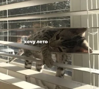💔 Жиза, стікер Telegram 10 з 42