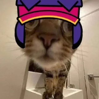 Типо фэнг
