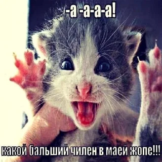 🤩 Трич Лена, стикер Telegram 21 из 59