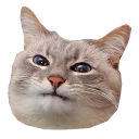 😑 emoji kot blini Telegram sticker 6 of 68