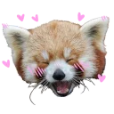 😍 emoji Red Panda Telegram sticker 12 of 23