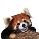 Sticker from Red Panda