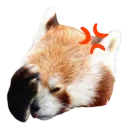 😡 emoji Red Panda Telegram sticker 19 of 23