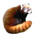 😡 emoji Red Panda Telegram sticker 15 of 23