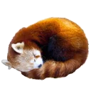😴 emoji Red Panda Telegram sticker 6 of 23