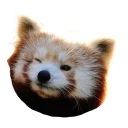Sticker from Red Panda