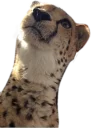 🙀 emoji CheeStix 5000 Telegram sticker 12 of 79