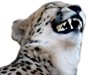 😹 emoji CheeStix 5000 Telegram sticker 3 of 79