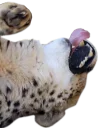 😜 emoji CheeStix 5000 Telegram sticker 11 of 79