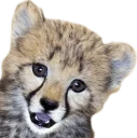 😇 emoji CheeStix 5000 Telegram sticker 16 of 79