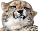 🉑 emoji CheeStix 5000 Telegram sticker 17 of 79