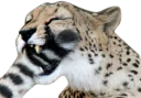 😅 emoji CheeStix 5000 Telegram sticker 7 of 79