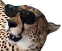 👓 emoji CheeStix 5000 Telegram sticker 14 of 79
