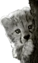 😗 emoji CheeStix 5000 Telegram sticker 23 of 79