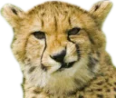 😼 CheeStix 5000, стикер Telegram 10 из 79
