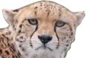 😠 CheeStix 5000, стикер Telegram 6 из 79