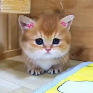 🐈 emoji ִ⋆ ꒰ 𝖯𝗂𝗌‌𝗁𝗂 ꒱ ִ⋆ @Denny9x Telegram sticker 15 of 30