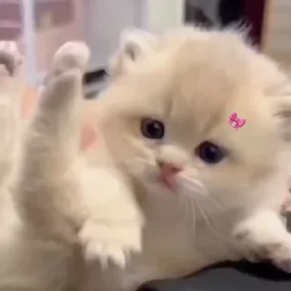 🐈 emoji ִ⋆ ꒰ 𝖯𝗂𝗌‌𝗁𝗂 ꒱ ִ⋆ @Denny9x Telegram sticker 11 of 30