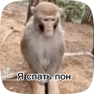 Sticker from Обезьянки поны 2