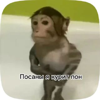 Sticker from Обезьянки поны 2