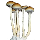 Sticker from drugs