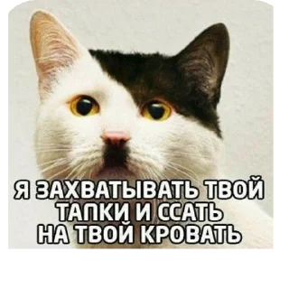 🐱 emoji Ответы на сообщения Telegram sticker 22 of 53