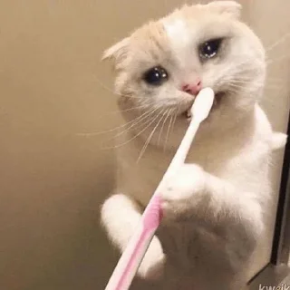 Sticker from meow meow