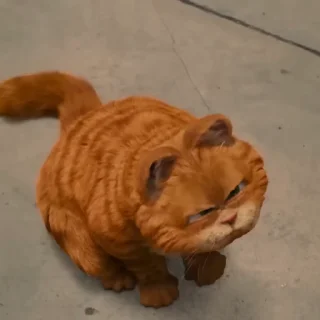 🐈 emoji ፥   𝖦𝖺𝗋𝖿𝗂𝖾𝗅𝖽  〃   ‌ @Swanpack Telegram sticker 8 of 50