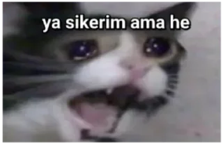 😾 emoji @benenesaq's @AsenaUserBot pack 1 Telegram sticker 12 of 48
