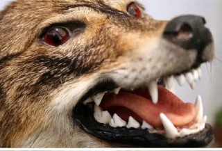 Sticker from Wolf