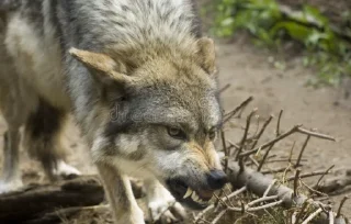 Sticker from Wolf