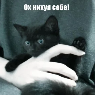 Sticker from Котики!!