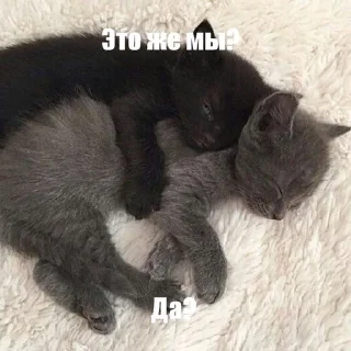 Sticker from Котики!!