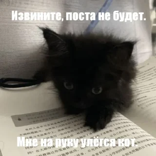 Sticker from Котики!!