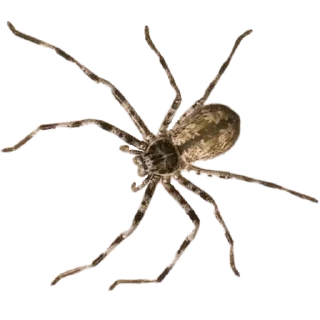 Sticker from Spiders 🕷️🕷️