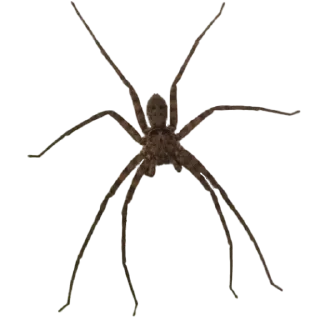 Sticker from Spiders 🕷️🕷️