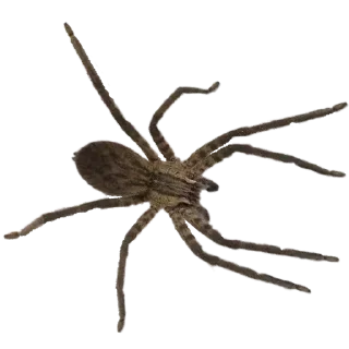 Sticker from Spiders 🕷️🕷️