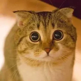 😿 emoji Yusuf Usta's kang pack Telegram sticker 14 of 119