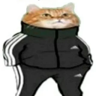 🐱 emoji Yusuf Usta's kang pack Telegram sticker 5 of 119
