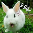 Sticker from 🐰دوشان🐰